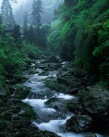 A Bubbling Brook