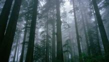 Trees Banding Together