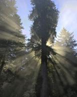Streaming Light