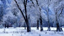Snow Covered Trees