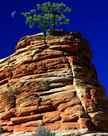 Tree of Knowledge