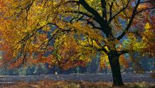The Tree of Autumn