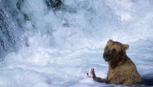 Thankful and Hungry Bear