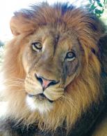 Lion Portrait