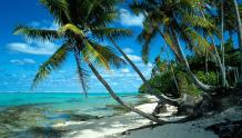 Palm Tree Paradise