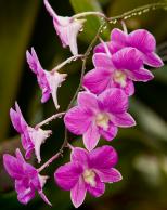 Pink Orchids