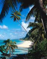 Palm Tree Beach