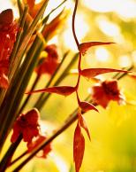 Ginger Flower