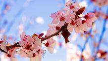 Cherry Blossoms