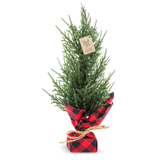 Making a Difference Plaid & Pine Gift Set - Holiday Gifts