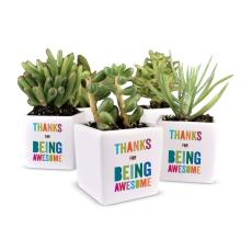 Thanks For Being Awesome Ceramic Pot Succulent - Plants & Grow Kits