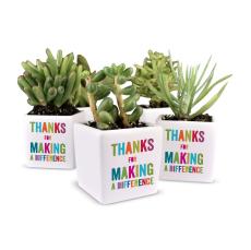 Making a Difference Ceramic Pot Succulent - Plants & Grow Kits