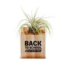 Back to School Gift Air Plant - Corporate Gifts