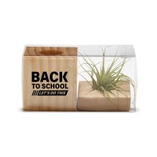 Back to School Gift Air Plant - Back to School