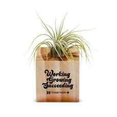 Employee Appreciation Gift Air Plant - Eco-Friendly Gifts