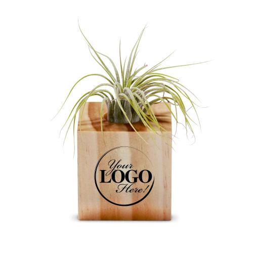 Corporate Gifts - Employee Gifts - Employee Appreciation Gift Air Plant