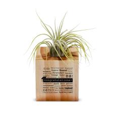 Graduation Gift Air Plant - Corporate Gifts