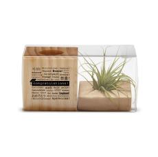 Graduation Gift Air Plant - Graduations