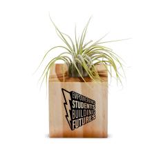Staff Gift Air Plant - Corporate Gifts
