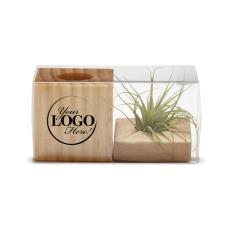 Staff Gift Air Plant - Teacher Gifts