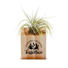 Student Gift Air Plant - Corporate Gifts