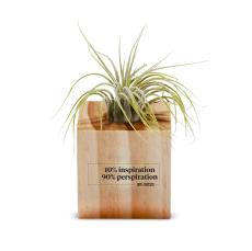 Employee Wellness Gift Air Plant - New Products