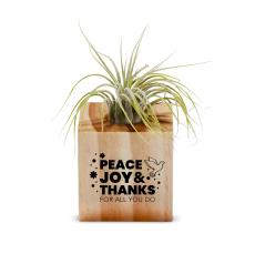 Holiday Appreciation Gift Air Plant - Education