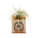 Holiday Appreciation Gift Air Plant