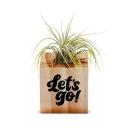 Employee Appreciation Gift Air Plant