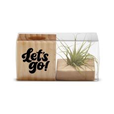 Employee Appreciation Gift Air Plant - Eco-Friendly Gifts