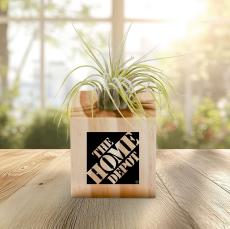 Employee Wellness Gift Air Plant - Employee Gifts