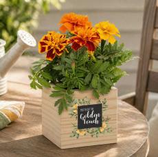 Golden Touch Wooden Plant Cube - Plants & Grow Kits