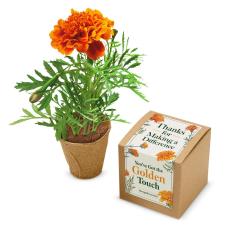Golden Touch Kraft Planter Marigold Grow Kit - Holiday Gifts