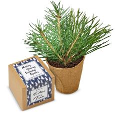 Pine Tree Grow Kit - Holiday Gifts