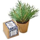 Pine Tree Grow Kit