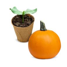 Pumpkin Grow Kit - Corporate Gifts