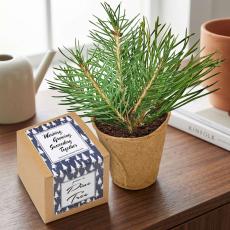 Pine Tree Grow Kit - Holiday Gifts
