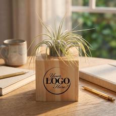 Back to School Gift Air Plant - Price $10 to $25